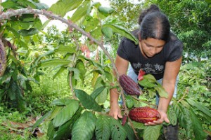 CACAO