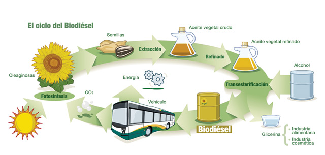 ciclo-biodisel