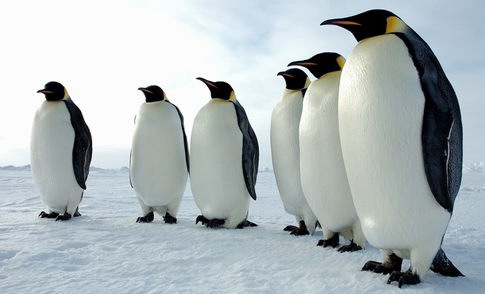pingu_antarcticos